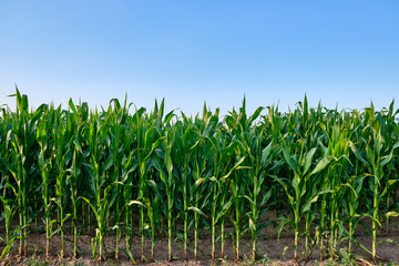 Closeup of a green cornfield with maize in Germany in July - Powered by Adobe
