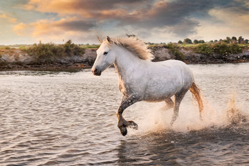 Obraz na płótnie Canvas White horses are runing in the water all over the sea in Camargue, France.