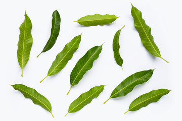 Mango leaves on white background.