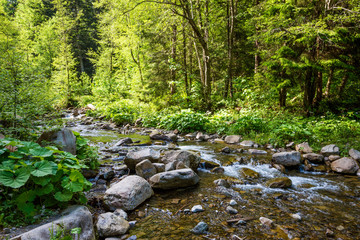 Beautiful nature in the Carpathians.