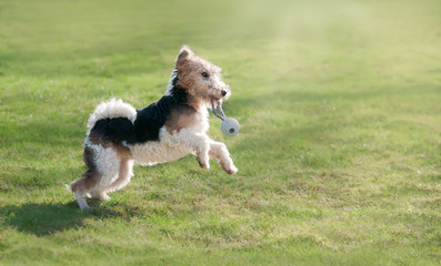 Young Wire Fox Terrier, 6 month old female dog with tan and black markings, playing with a toy, running and jumping in a green grass meadow 