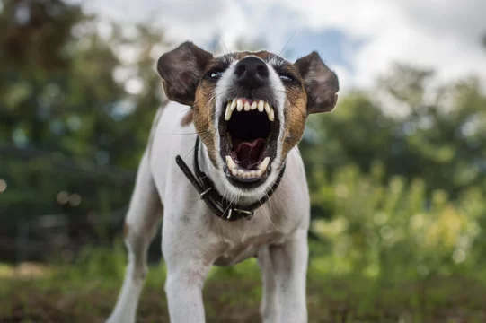 Terrier aggression clearance