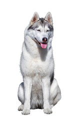 Siberian Husky sitting, 4 years old , isolated on white