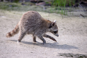 racoon wading in puddle looking for food