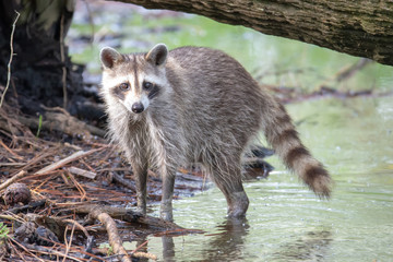racoon wading in puddle looking for food