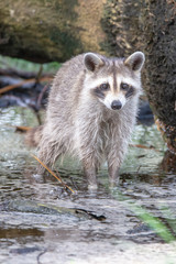 Naklejka na ściany i meble racoon wading in puddle looking for food