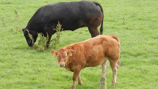 Pair of cows standing grazing in agricultural farm meadow. Brow cow staring at camera.