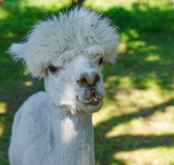 Beautiful Alpaca in a farm