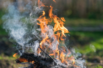Bonfire close up with blurred background. Camping concept