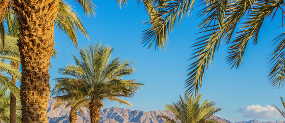 tropic natural panorama of palm trees scenic landscape on blue sky and desert bare mountain ridge background in hot summer season weather time 