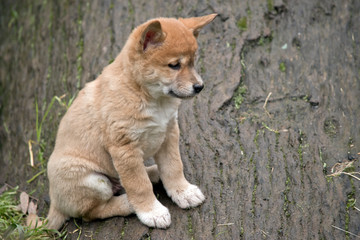 a 6 week old dingo puppy