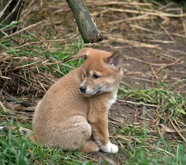 a 6 week old dingo puppy