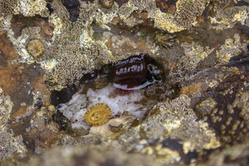 Limpets on a stone in Spain