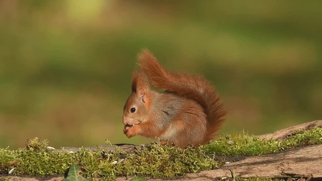 Red squirrel, Sciurus vulgaris, looking right and holding a hazelnut