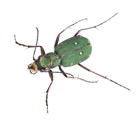 forest green tiger beetle top view on white