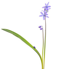 lilac scilla flower with green leaf