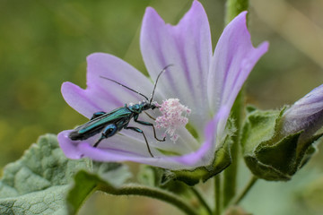 insecto verde en la flor