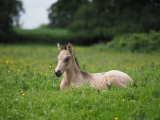 Foal lying in the gras