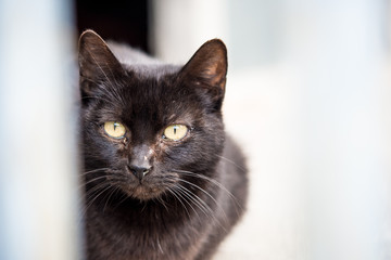 Obraz premium retrato de gato callejero gato negro