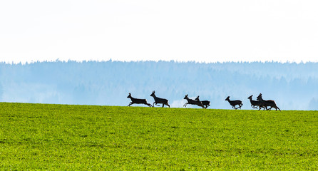 Roe deers herd in the field