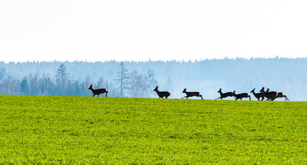 Roe deers herd in the field
