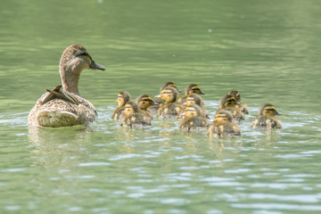 familia de patos
