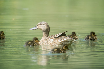 familia de patos