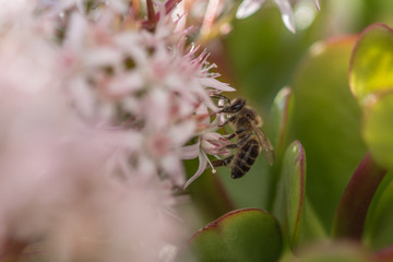 abeja en la flor