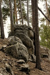 tree in the forest