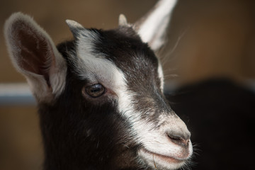 retrato de una cabrita