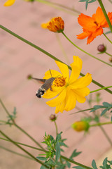 Outdoor spring blooming yellow orange yellow autumn flowers and hawk moth,Cosmos sulphureus Cav.