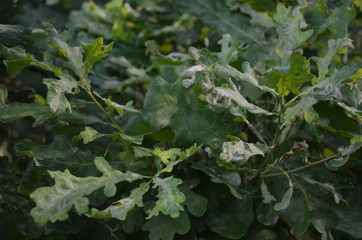 bory, drzew, charakter, krajobraz, zieleń, drewna, słońce, lato, sosna, feuille, bagażnik, park, iskra, naturalny, las, jesienią, droga, bezdroża, światło słoneczne, pora roku, au&szlig;enaufnahme, okolica,