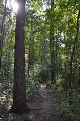 bory, drzew, charakter, krajobraz, zieleń, drewna, słońce, lato, sosna, feuille, bagażnik, park, iskra, naturalny, las, jesienią, droga, bezdroża, światło słoneczne, pora roku, außenaufnahme, okolica,