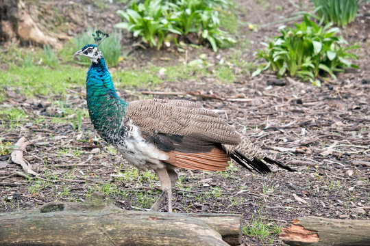 this is a side view of a peahen