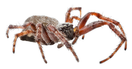 dark orb-weaver spider isolated on white - obrazy, fototapety, plakaty