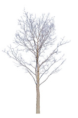 isolated winter tree with bare branches