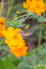 Outdoor spring blooming yellow orange yellow autumn flowers and hawk moth,Cosmos sulphureus Cav.