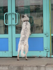 Dog waiting to open a store