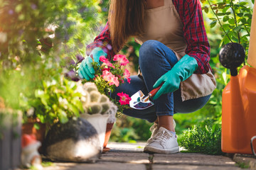 Gardener in gloves and apron plants petunia flower in home garden with shovel. Gardening and...