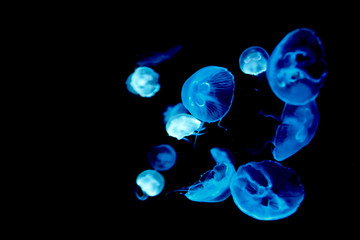 clear jelly fish with blue light on black background under sea, ocean water