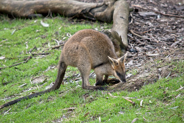 swamp wallaby has a long tail