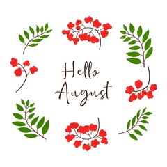 Hello August background with rowan branches. Vector illustration. Colorful. Red and green. Nature
