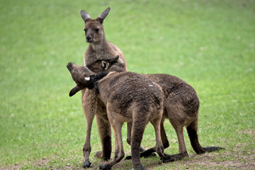 three western grey male kangaroos fighting