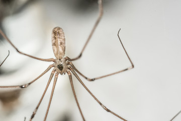 araña