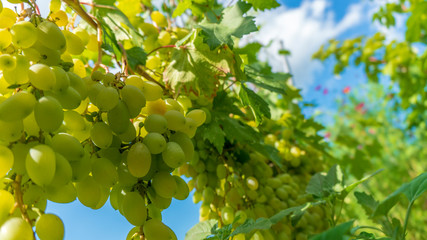 a green grapes close up