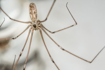 araña