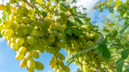 a green grapes close up