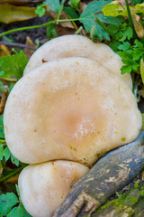 Top view light brown mushroom on tree stump in grass in rainy season