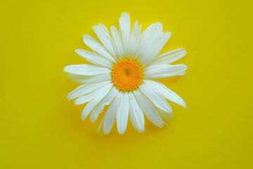 Large daisy closeup on a yellow background. The concept of summer.