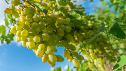 a green grapes close up